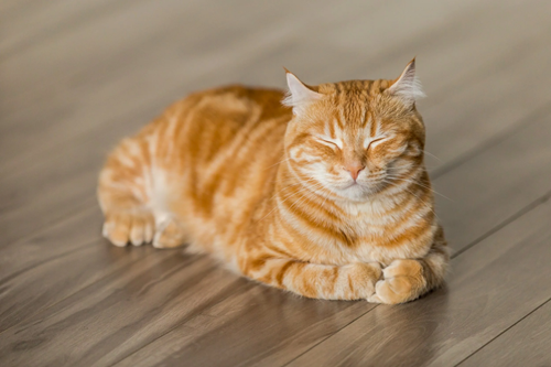 Picture of an orange cat lying down with its eyes closed.