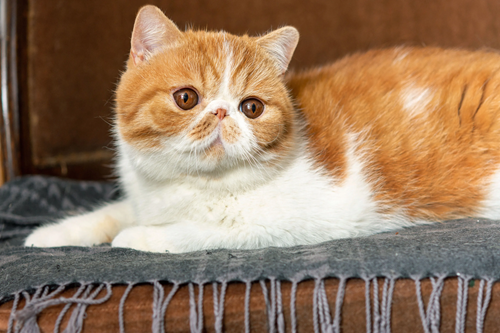 Picture of an exotic shorthair cat looking off to the right.