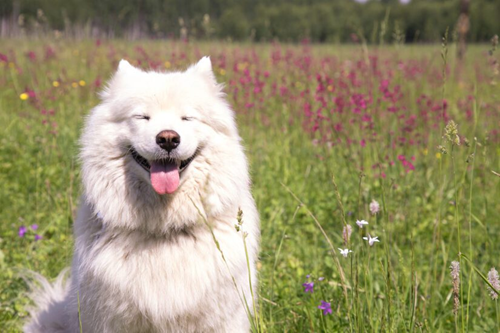 Picture of a Samoyed with its eyes closed and tongue out in the sun.