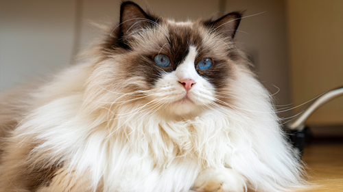 Picture of a long-haired Siamese cat facing the right.