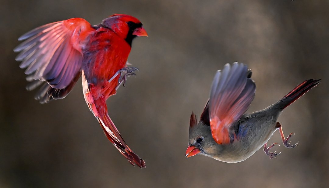 A photograph of two birds in flight. The cardinal is flying above the blue jay.