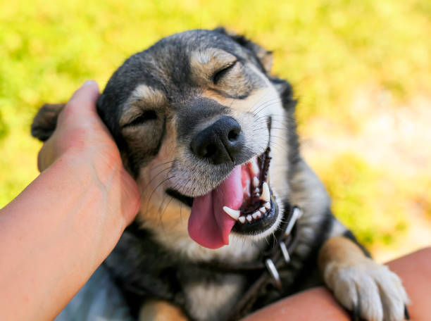 A photograph of someone petting a dog's head; the dog's eyes are closed and its tongue is hanging out happily.
