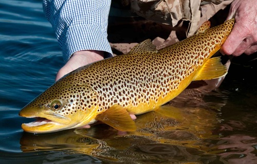 Photograph of someone showing off the green spotted fish that they caught.