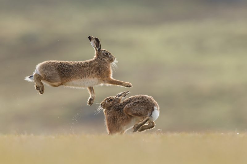 A photograph of two brown hares. One hare is jumping over the other.